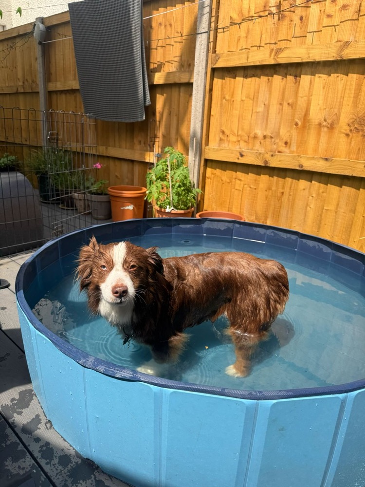 Rebecca Hughes certified dog trainer demonstrating a positive reinforcement cue in South West London