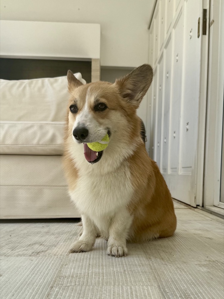 Rebecca Hughes force-free dog trainer working with a dog in South West London